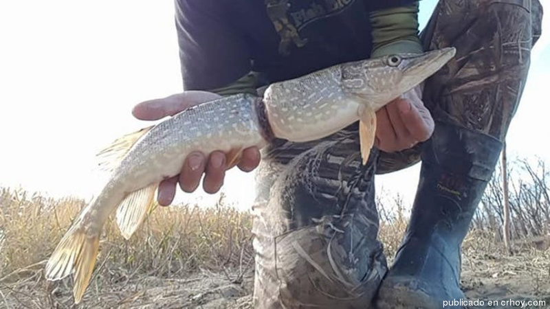 Captura pez que creció alrededor de aro de plástico y foto se hace viral