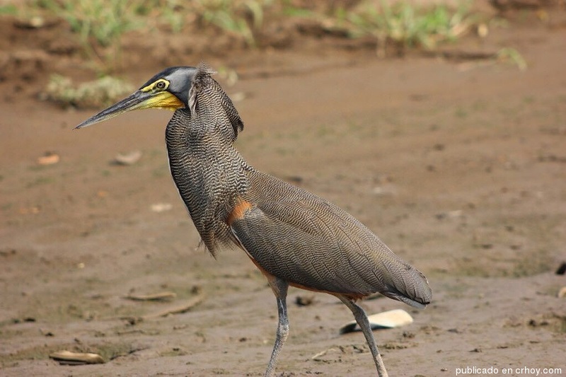 Costa Rica. Hermosas aves engalanan el Tárcoles