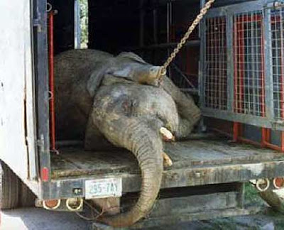 Valladolid no quiere animales en circos