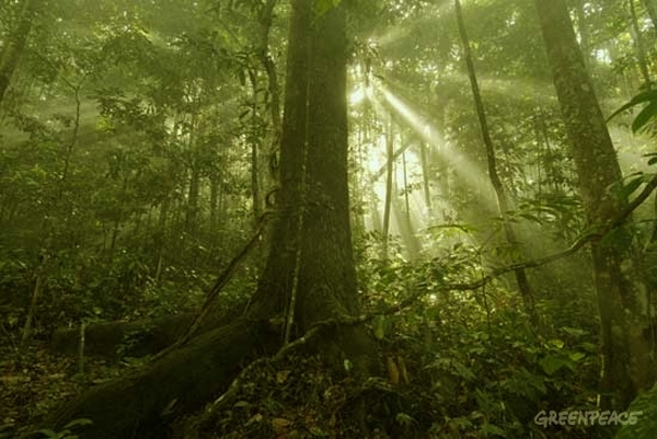 La cirugía se hace con bisturí