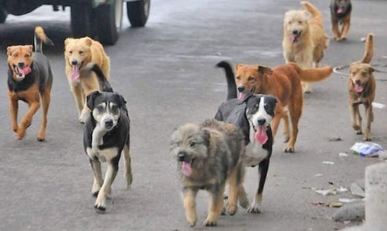 Bahía Blanca censará a sus perros