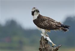 El Consejero de Medio Ambiente