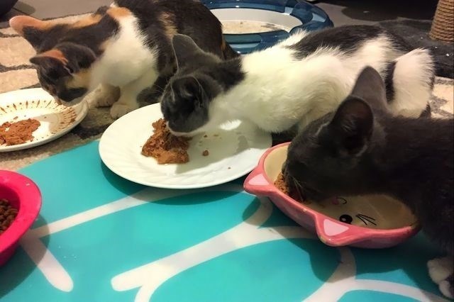 La enorme huella ecológica de 163 millones de perros y gatos en EEUU