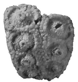 Eotiaris guadalupensis vivió en el actual Texas y es el erizo de mar más antiguo conocido