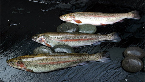 El alcalde de Monterroso (Lugo) urge a la Xunta la ampliación de la depuradora tras la muerte de casi mil truchas