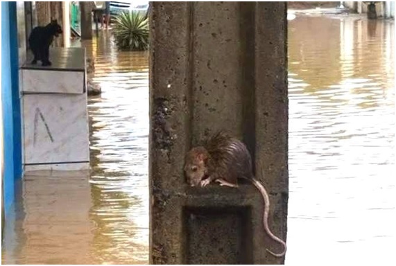 Qué significa tener conciencia animalista