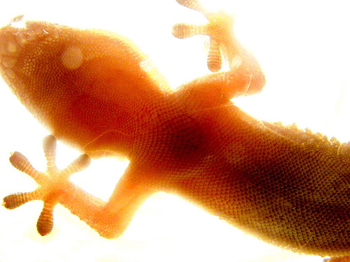 El cambio climático podría provocar la extinción del 20% de las especies de lagartos y lagartijas en 2080