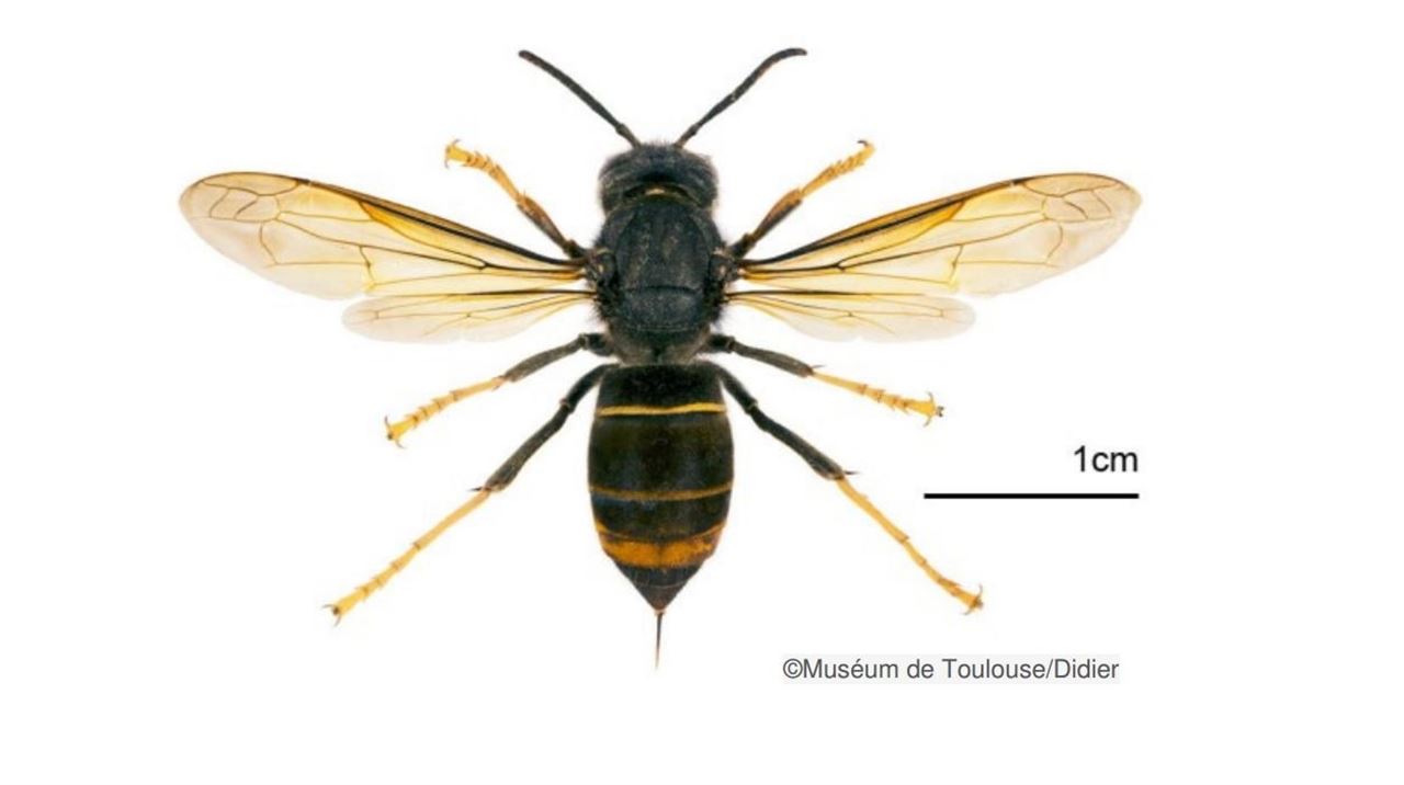 La avispa asiática se asienta en Europa dejando un impacto socioeconómico en el norte de España