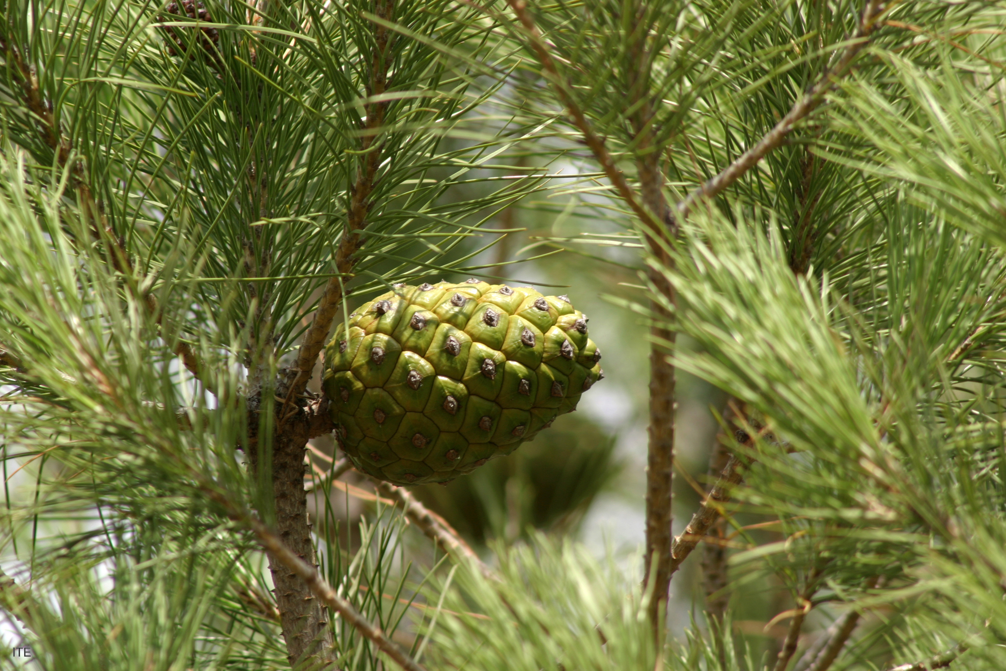 Regeneración natural de los pinares en los arenales de la meseta castellana