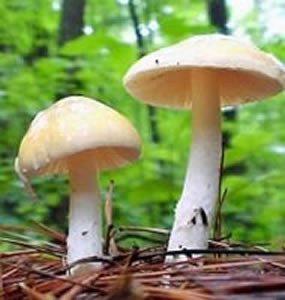 Denunciadas cinco personas por incumplir la normativa al recolectar hongos