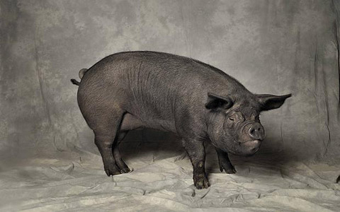 Prorrogado el convenio para el programa de investigación genética de mejora de calidad del chato murciano