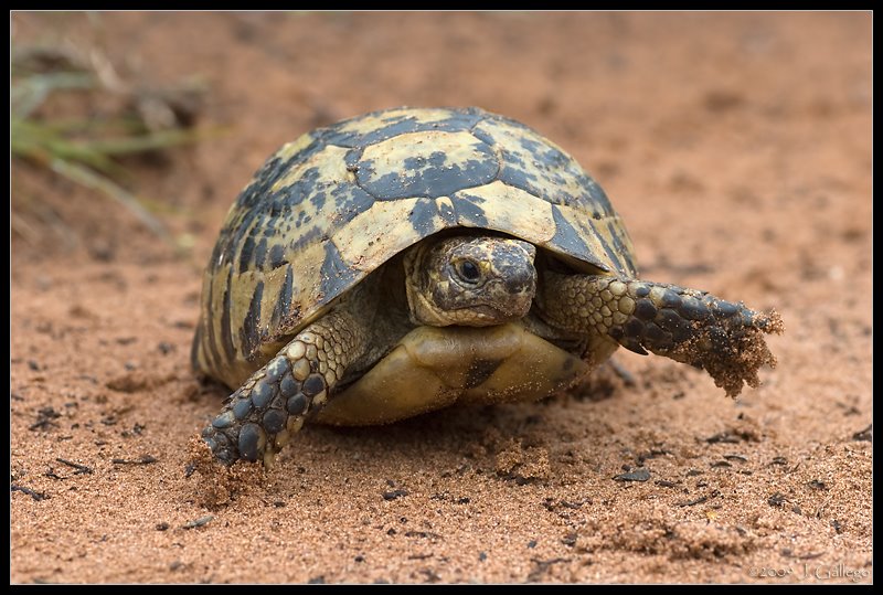 Decomisados en la Barranca dos ejemplares de tortuga mora