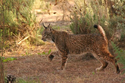 Uno de los linces fallecidos este fin de semana en Doñana fue tiroteado