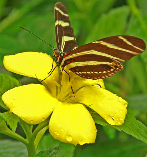 El Mariposario de Benalmádena se convierte en el zoológico más grande dedicado a las mariposas en Europa