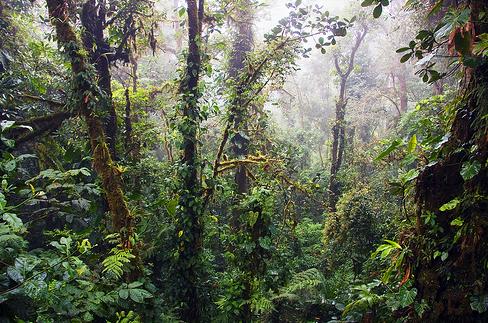 El Subprograma de Ecofisiología del IRTA participa en el proyecto Consolider MONTES