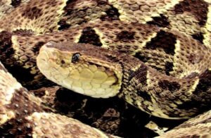 La serpiente cuatro narices puede lanzar su veneno a casi 2 metros de