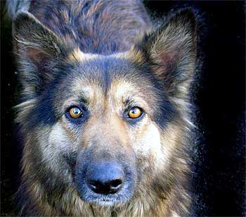 Autorizan disparar contra perros abandonados en Tenerife