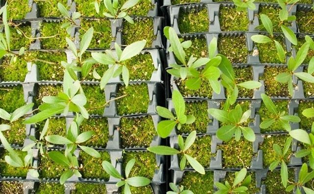 Los microbios propician la liberación de CO2 acumulado en el suelo