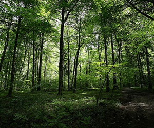 Cuba se esfuerza por ampliar la superficie boscosa del país hacia 2015