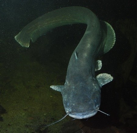 Alerta ante la posible presencia del Siluro en lAlbufera de Valencia