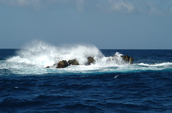 La falta de oxígeno en el océano ‘merma’ la diversidad animal del fondo marino