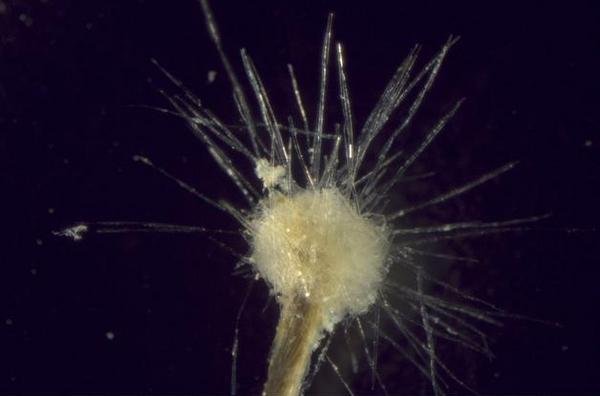 Conoce al ‘Spiculosiphon’