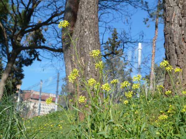 Medio Ambiente habilitará una línea para que vecinos de Murcia soliciten actuaciones sobre cada uno de sus árboles