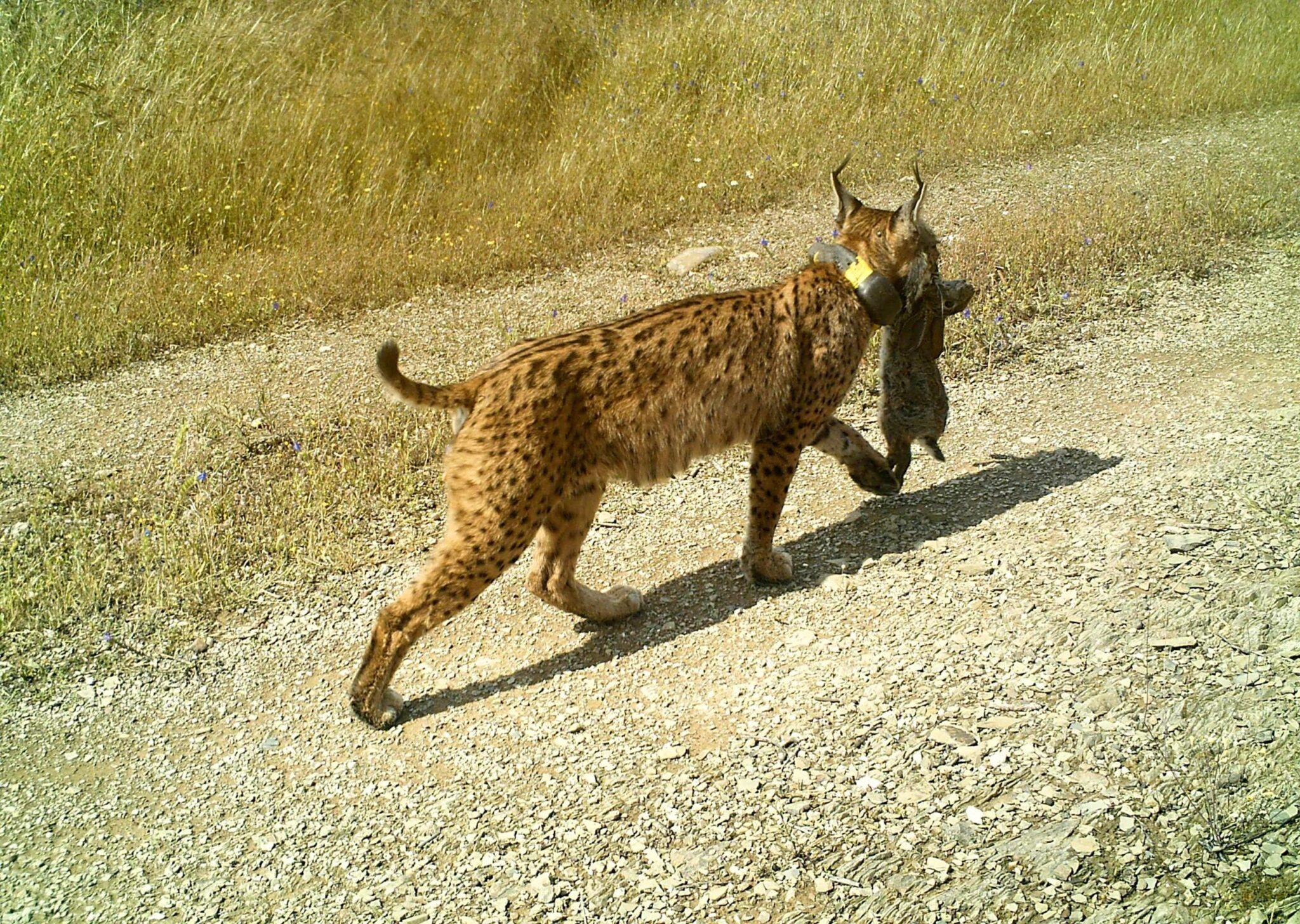 El lince ibérico tiene futuro