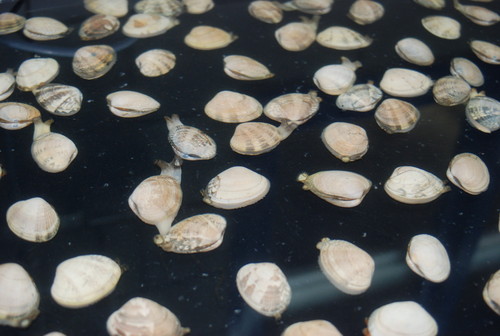 Investigadores del CSIC confirman el origen de la almeja japónica