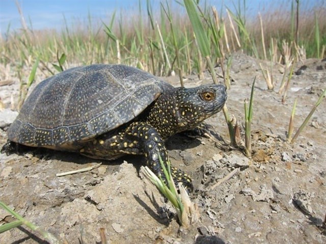 Los galápagos con tasas de crecimiento más rápidas tienen colores más intensos