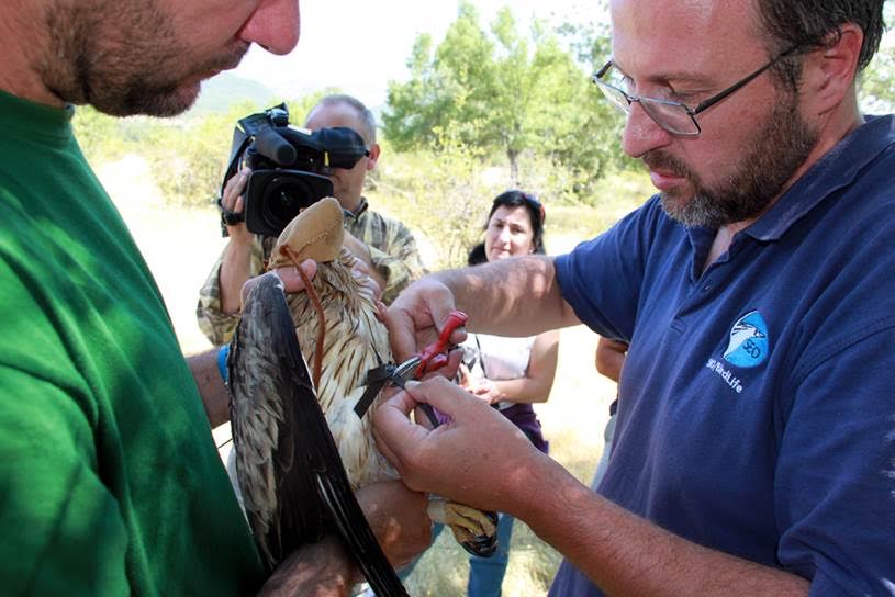 Programa Migra:100 aves con emisores