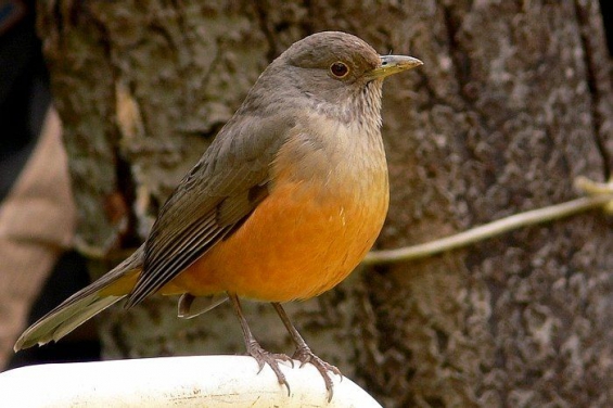 República Dominicana prohíbe la caza de aves silvestres durante 2 años