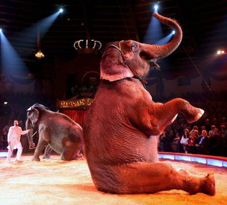 Denuncian el uso de elefantes asiáticos