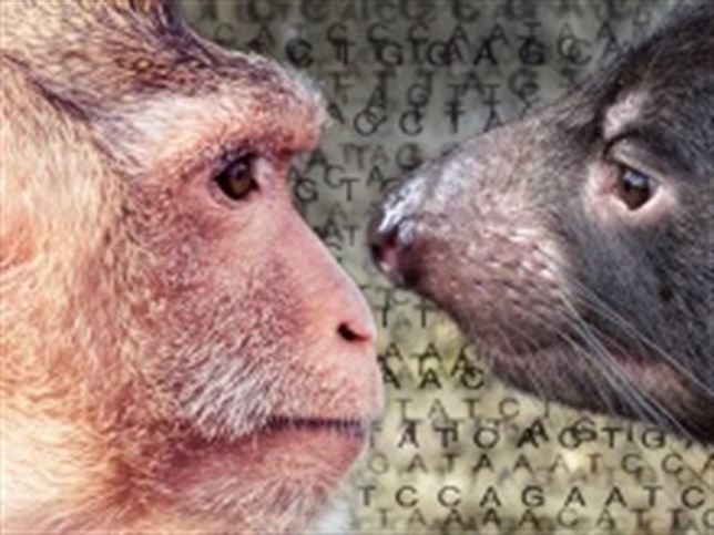 La evolución reutilizó trozos de genoma para diversificar a los mamíferos