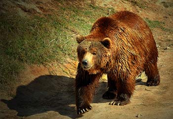 Los osos pardos de Palencia en peligro