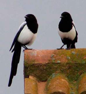 Los pájaros de ciudad se adaptan a sus nuevos depredadores
