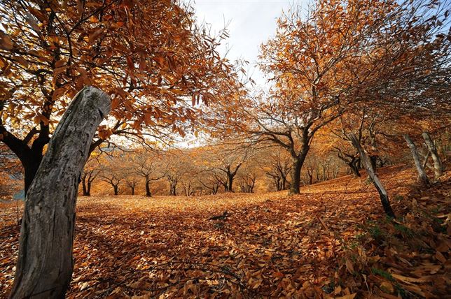 La capacidad de los bosques para almacenar carbono mediatizada por los ríos y arroyos