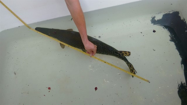 Rescatan el pez cocodrilo en el Parque de la Represa de Marbella