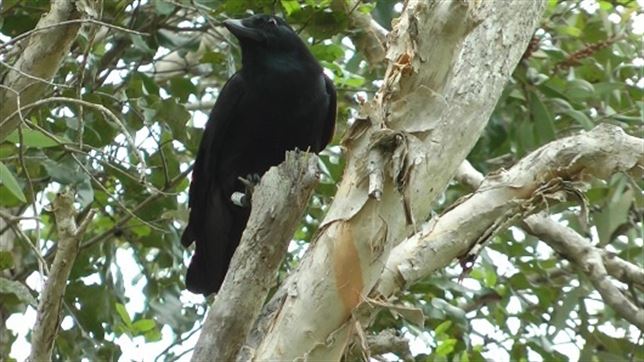 Los cuervos guardan cuidadosamente sus herramientas para no perderlas