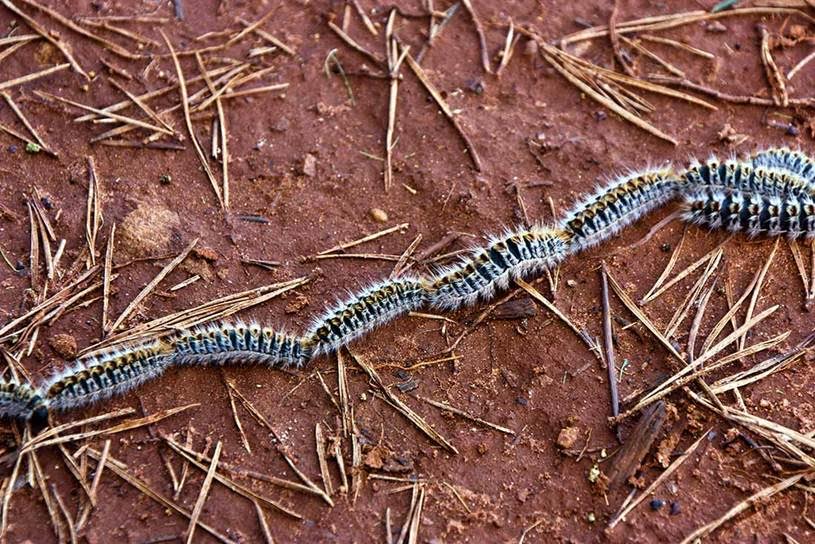 Almonte y la procesionaria