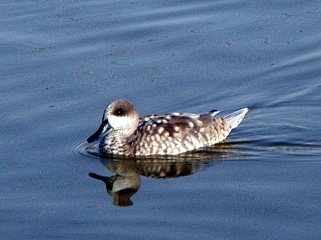El jardín de Fofó (Murcia) acoge una pareja de patos en peligro de extinción de la especie Cerceta pardilla-Marmaronetta angustirostris