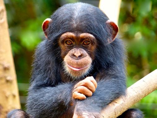 A los chimpancés se les contagia el bostezo humano
