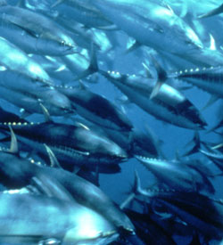 Los efectos positivos y negativos de las relaciones entre acuicultura y medio ambiente