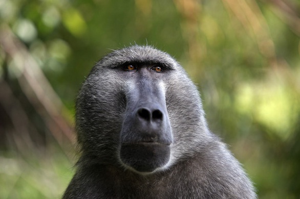 Los babuinos reconocen palabras escritas