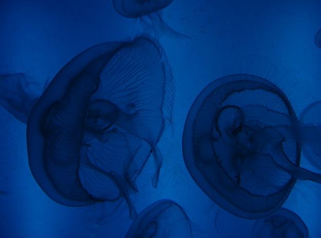 Las medusas contraatacan en invierno