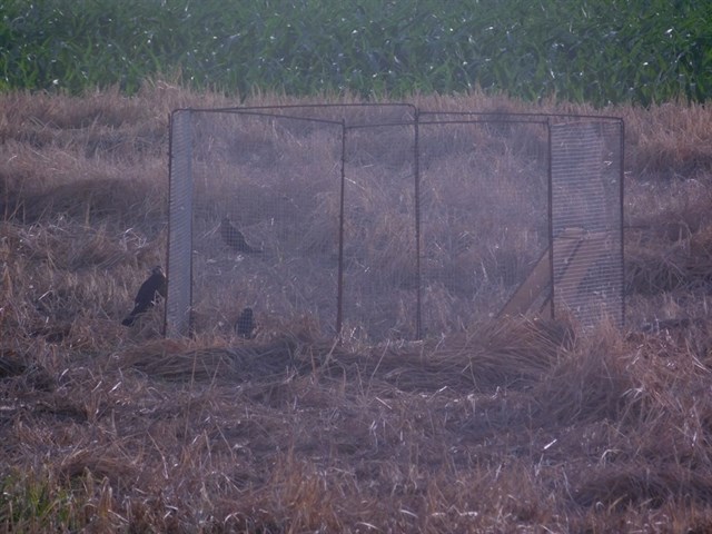 Éxito ‘rotundo’ de la campaña de nidificación del aguilucho cenizo en Lleida