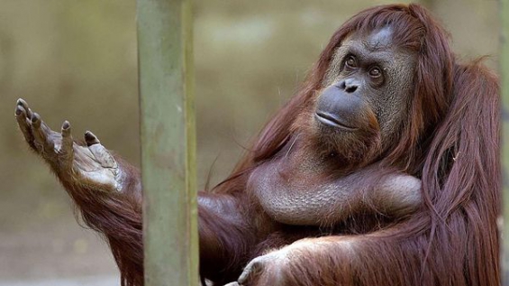 Argentina. La orangutana ‘Sandra’ está deprimida y aconsejan trasladarla a Brasil