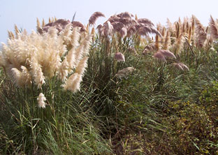 Medio Ambiente ‘arrasa’ flora exótica en enclaves naturales de la provincia de Huelva