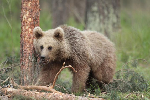 Los osos pardos del noroeste de Turquía comen en los vertederos