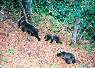 Los osos pardos de Teverga compiten con los albatros de Namibia y los orangutanes de Borneo